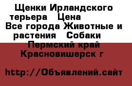 Щенки Ирландского терьера › Цена ­ 30 000 - Все города Животные и растения » Собаки   . Пермский край,Красновишерск г.